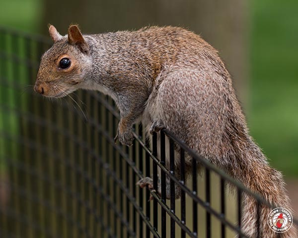 Squirrel_Gallery_12