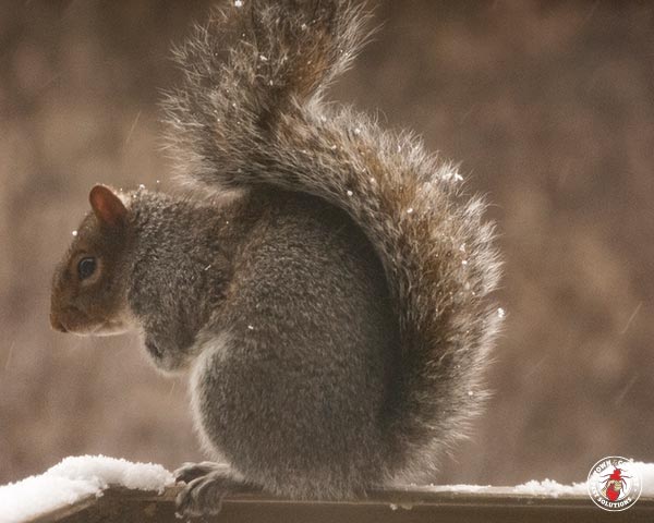 Squirrel_Gallery_14