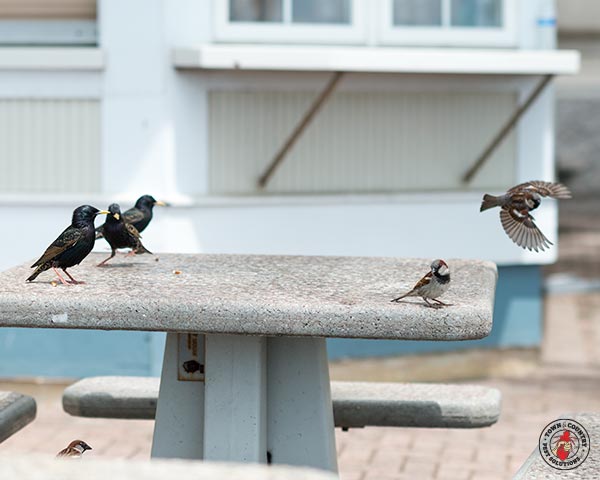 Starlings_Gallery_02