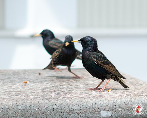 Starlings_Gallery_03