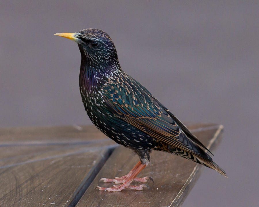 Starlings_Gallery_05-900x720