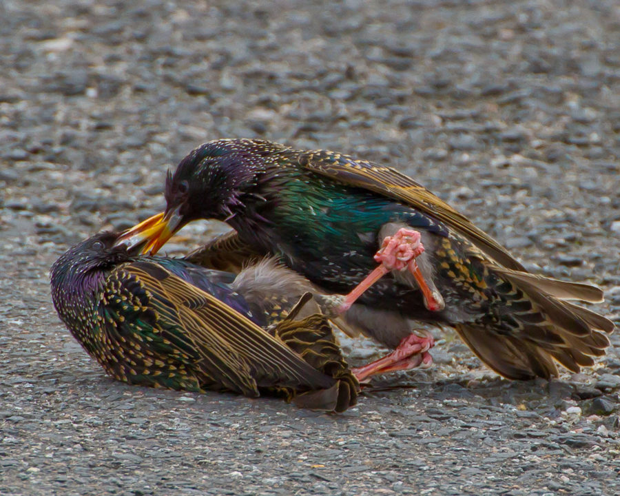 Starlings_Gallery_06-900x720