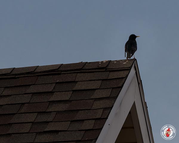 Starlings_Gallery_07