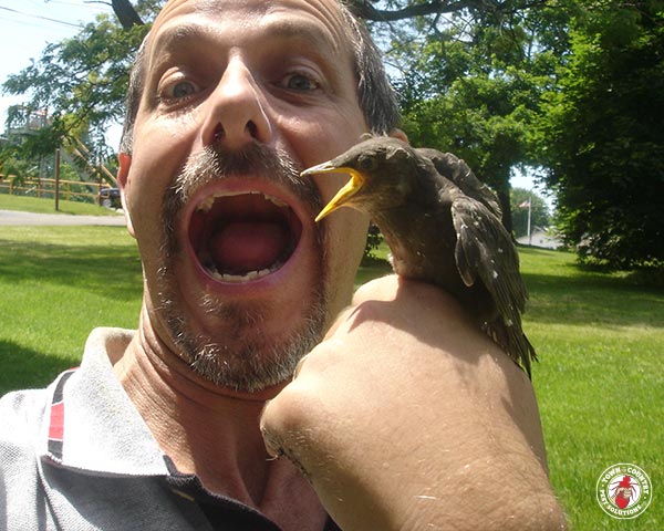 Starlings_Gallery_08