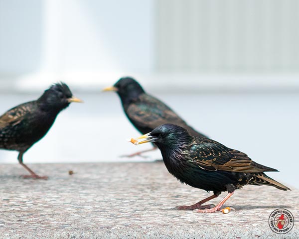 Starlings_Gallery_09