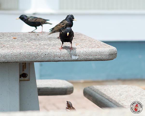 Starlings_Gallery_10