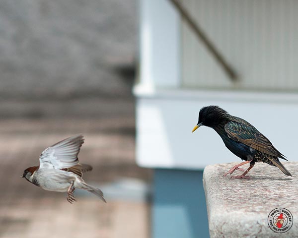 Starlings_Gallery_11