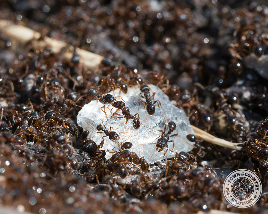 Sweet-Ant_Gallery_01-900x720