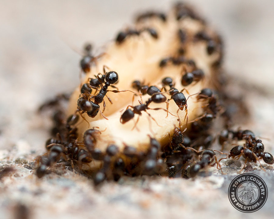 Sweet-Ant_Gallery_02-900x720