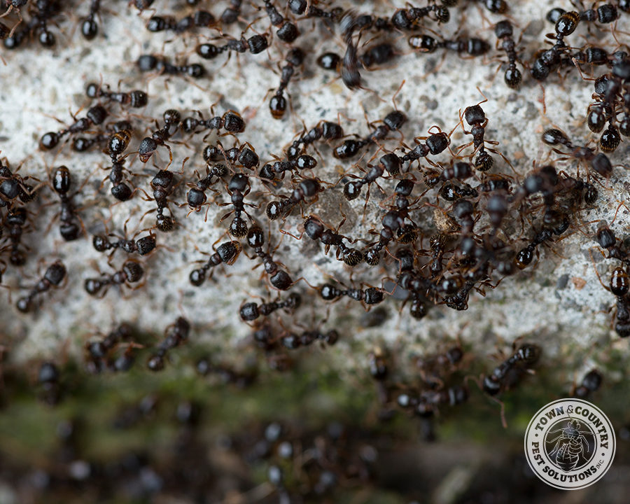 Sweet-Ant_Gallery_04-900x720