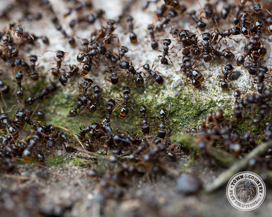 Sweet-Ant_Gallery_05-900x720