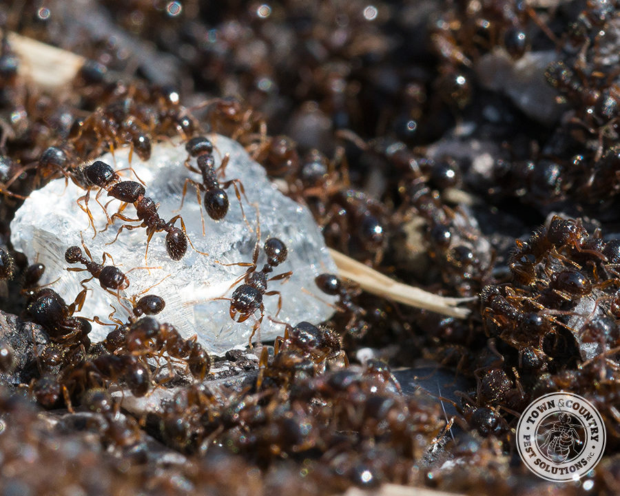 Sweet-Ant_Gallery_06-900x720