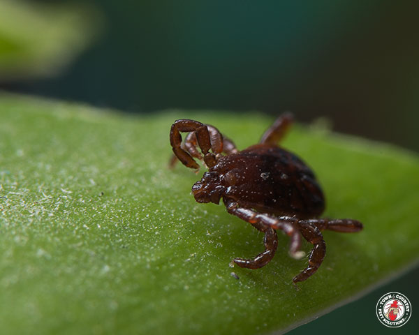Ticks_Gallery_05