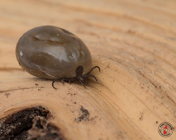 Ticks_Gallery_10 (1)