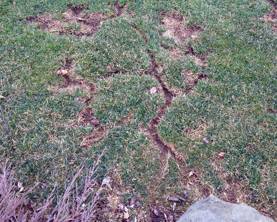 Voles_Gallery_01-900x720