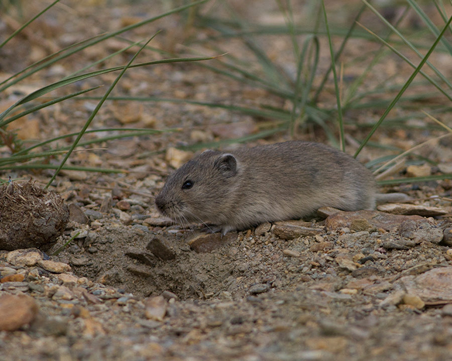 Voles_Gallery_04-900x720