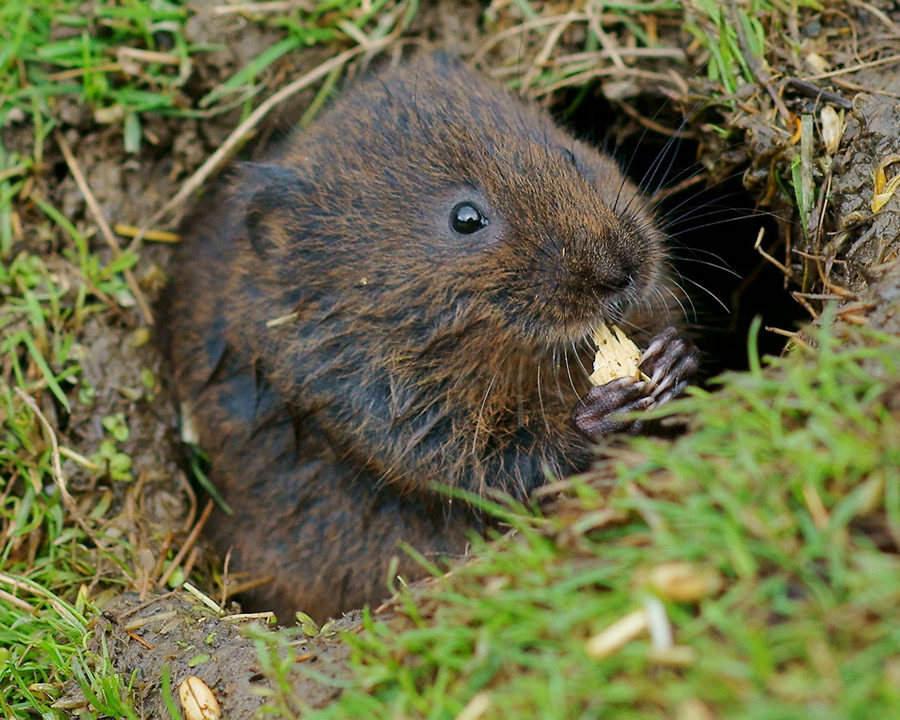 Voles_Gallery_05-900x720