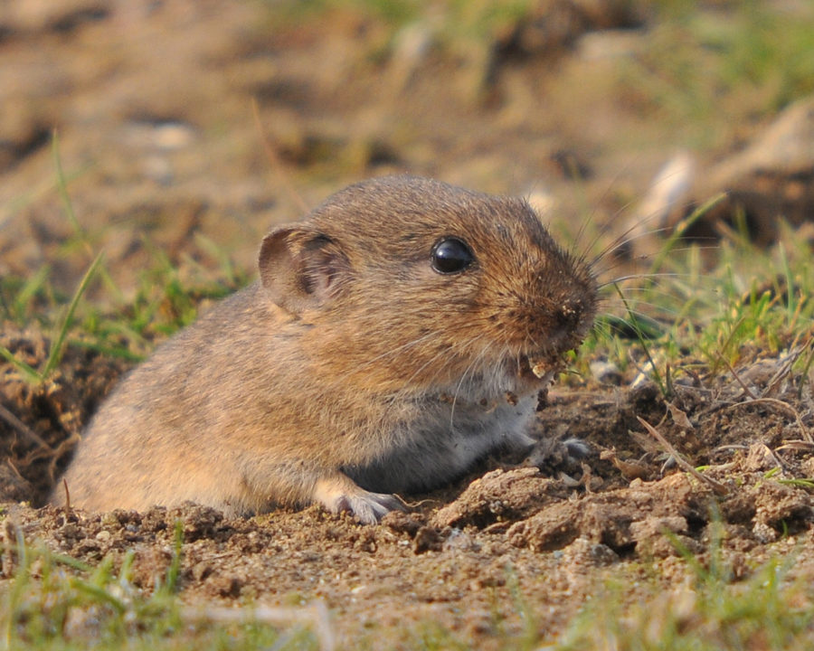Voles_Gallery_06-900x720