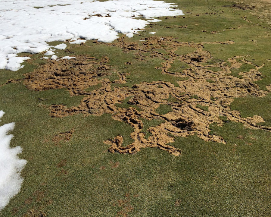 Voles_Gallery_07-900x720