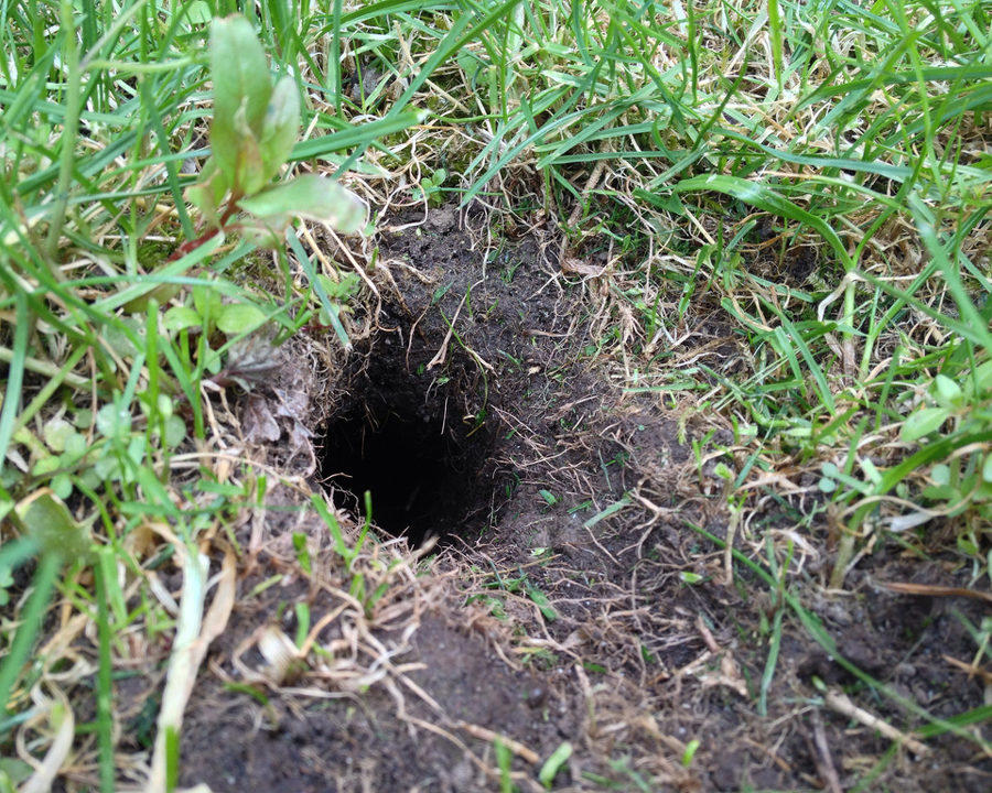 Voles_Gallery_09-900x720