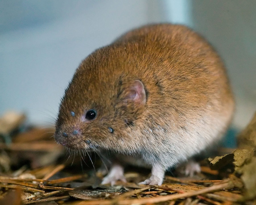 Voles_Gallery_10-900x720