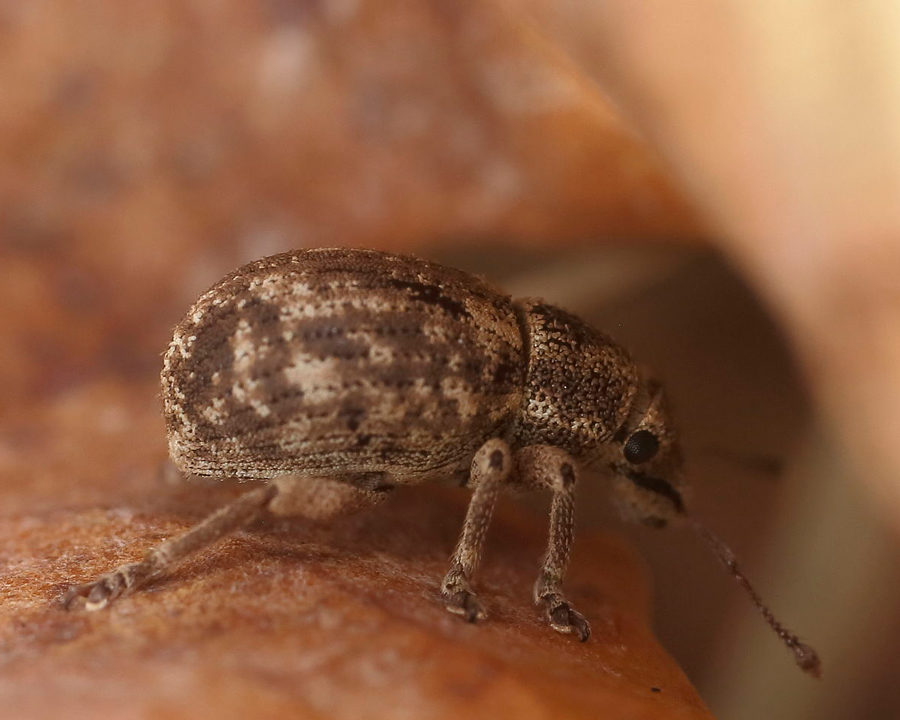 Weevils_Gallery_01-900x720