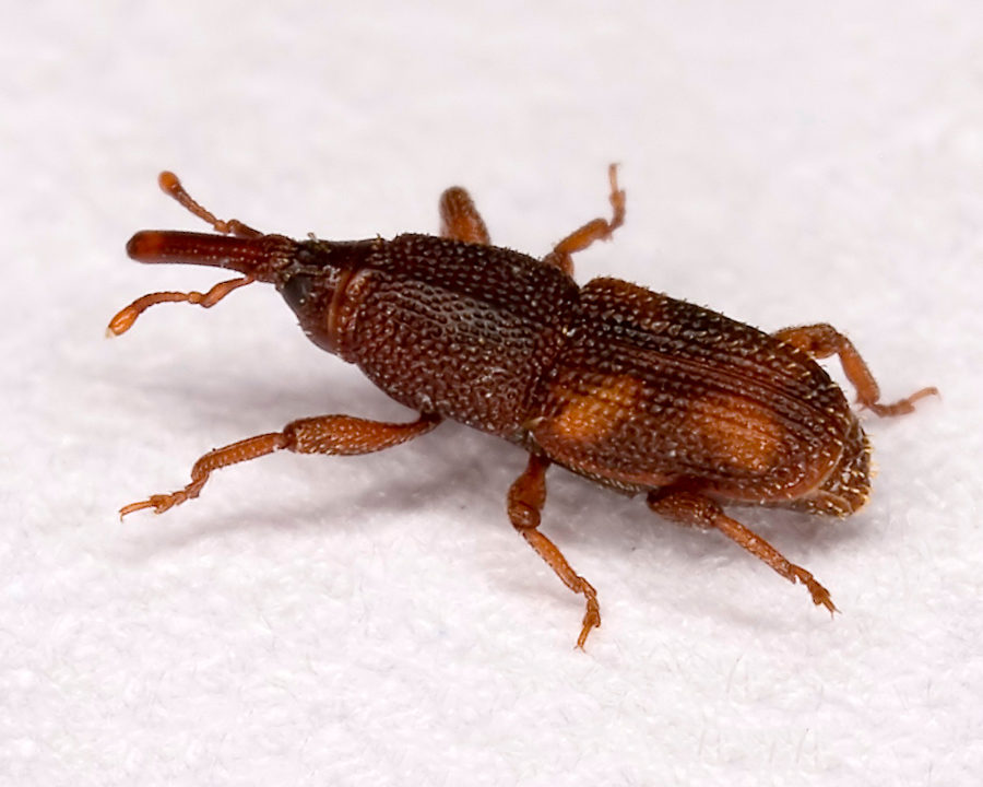 Weevils_Gallery_02-900x720