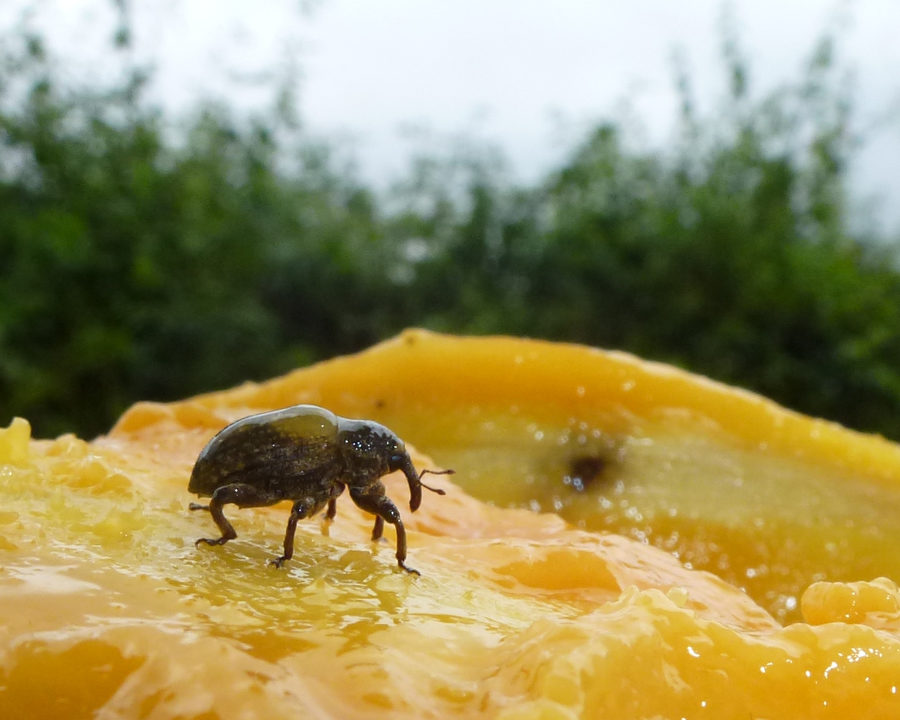 Weevils_Gallery_03-900x720