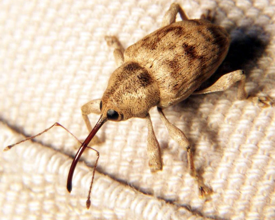 Weevils_Gallery_04-900x720