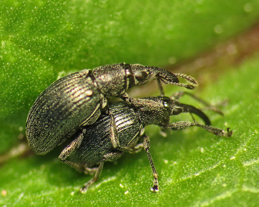 Weevils_Gallery_05-900x720