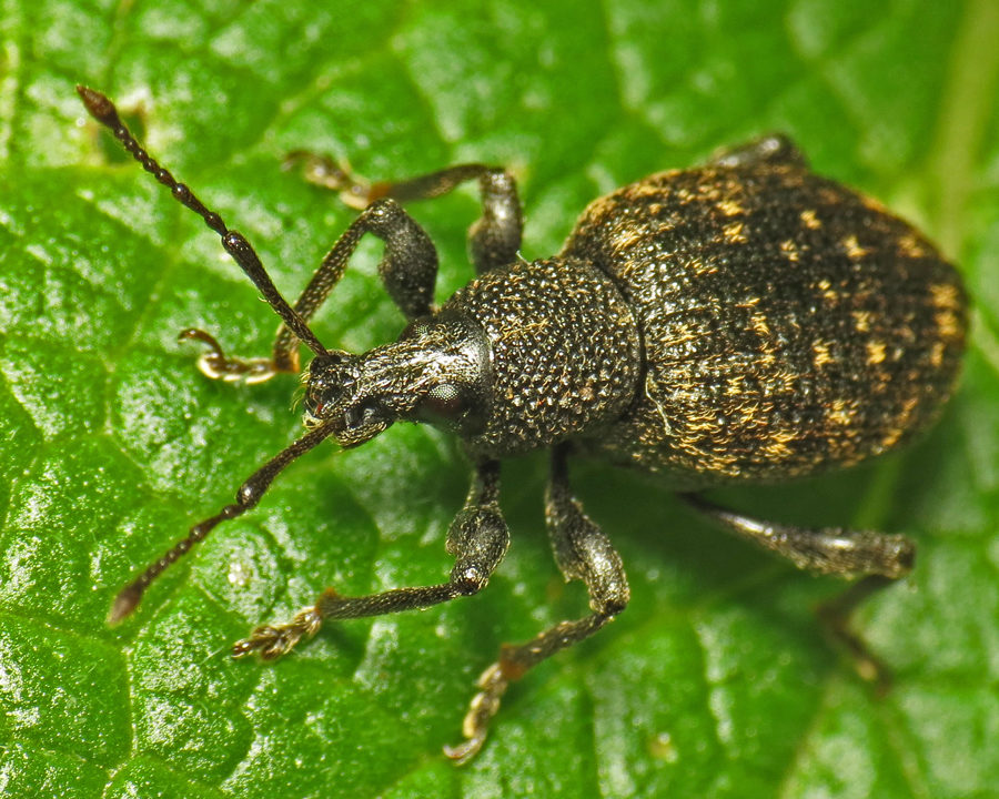 Weevils_Gallery_06-900x720