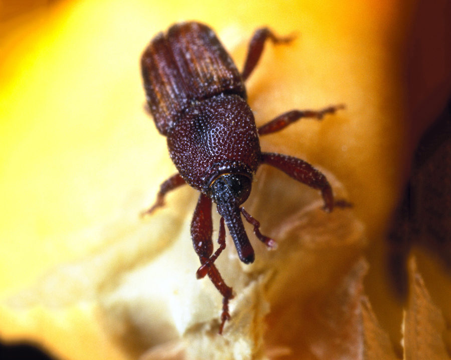 Weevils_Gallery_07-900x720
