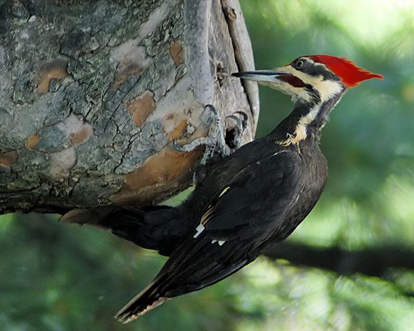 Woodpecker_Gallery_01