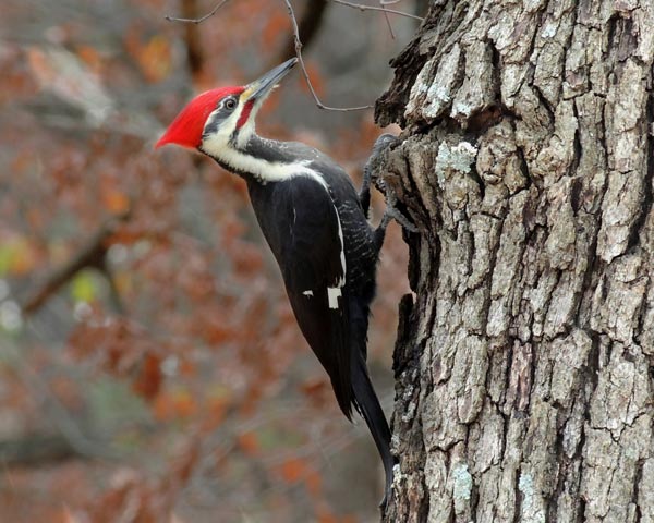 Woodpecker_Gallery_02