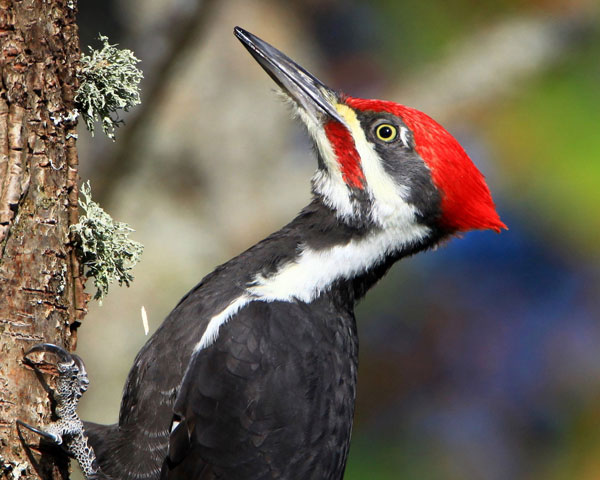 Woodpecker_Gallery_03