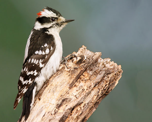 Woodpecker_Gallery_04