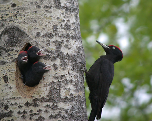 Woodpecker_Gallery_05