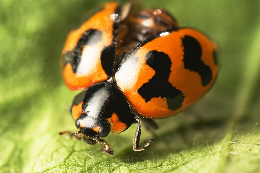 asianLadyBeetle_08_gllry
