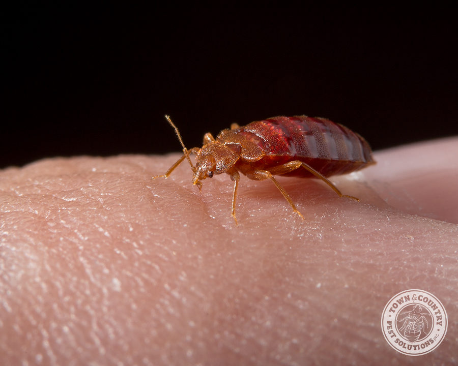 bed-bug_01_gllry-900x720