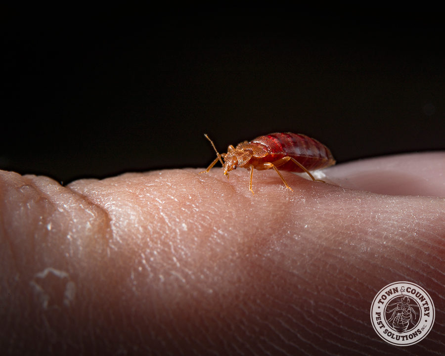 bed-bug_02_gllry-900x720