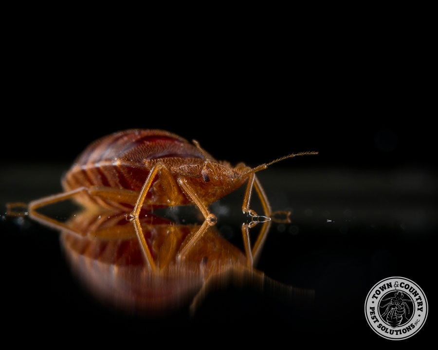 bed-bug_03_gllry-900x720