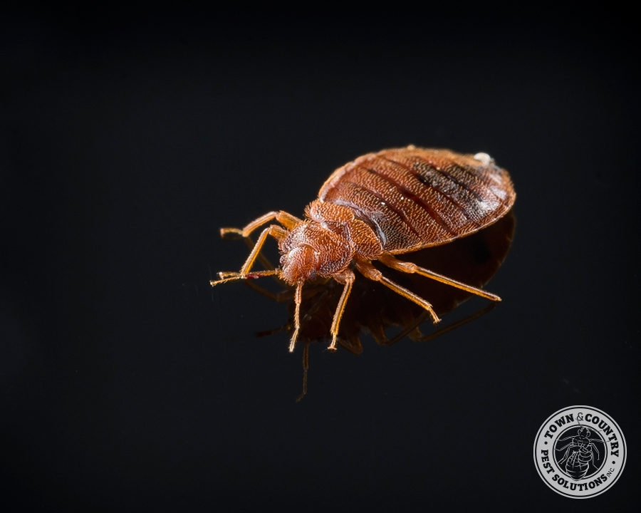 bed-bug_04_gllry-900x720