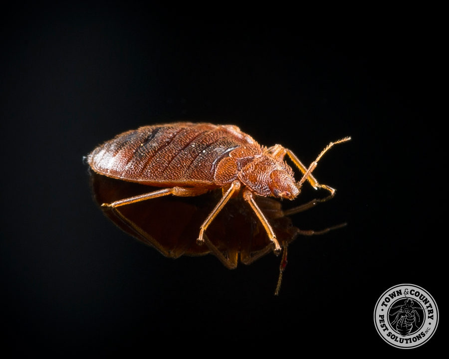 bed-bug_05_gllry-900x720