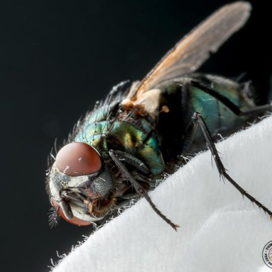 bottle-fly