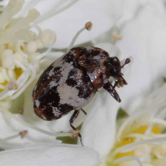 carpet beetle