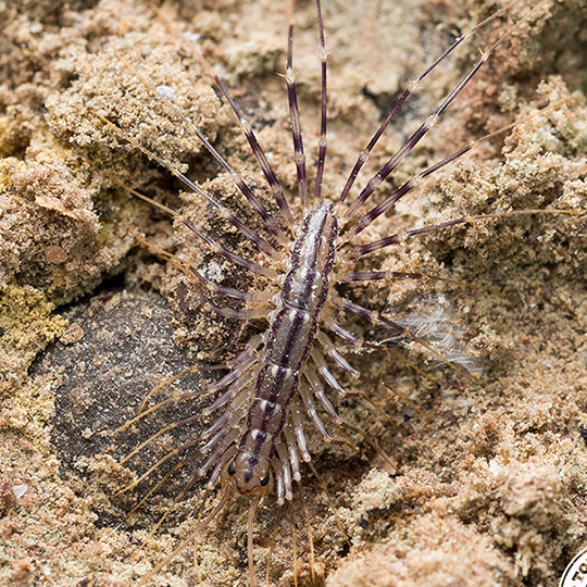 centipede