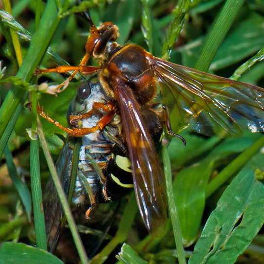cicada Killers