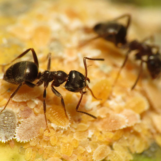 Citronella Ants