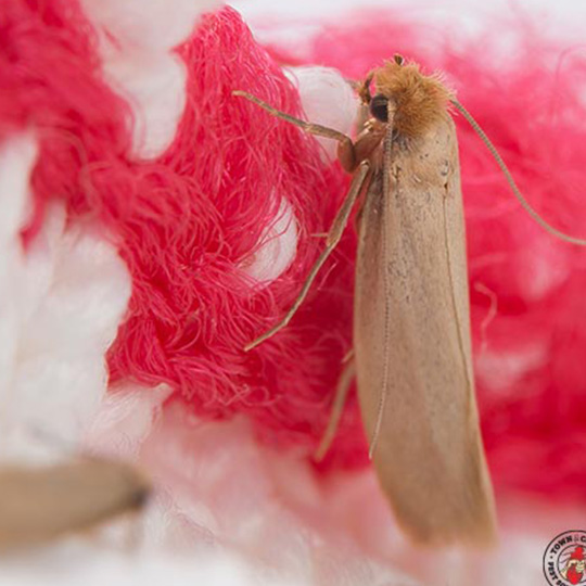 Clothing Moth