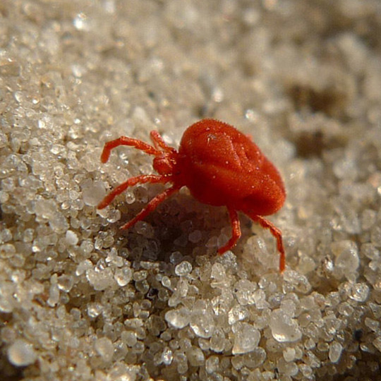 Clover Mites